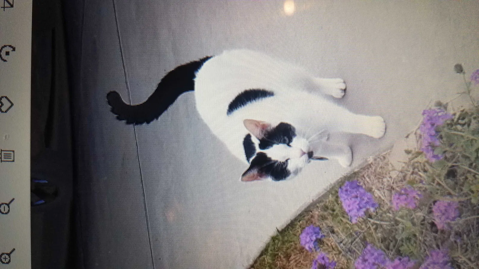 Lost cat in Grovetown, GA, 30813