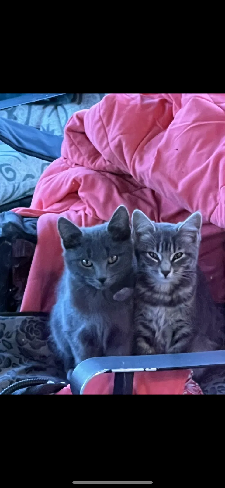 Lost cat in Battle Ground, WA, 98604