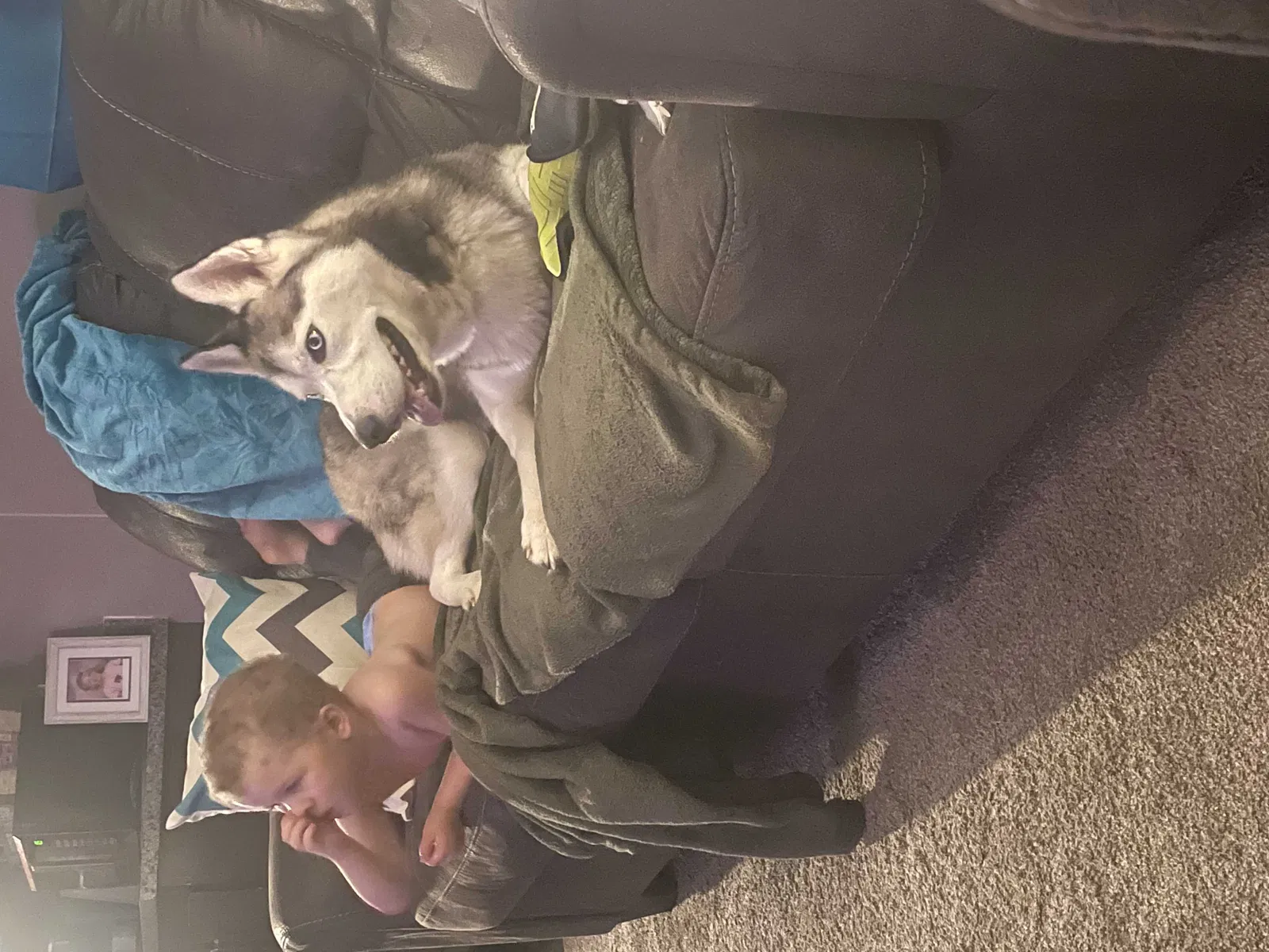 Lost dog in Greenwood, IN, 46143