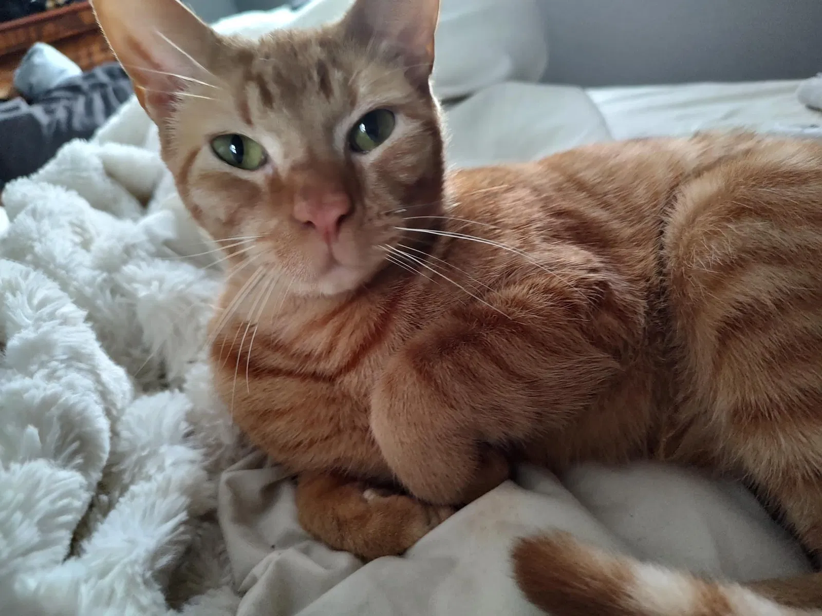 Lost cat in Youngstown, OH, 44511