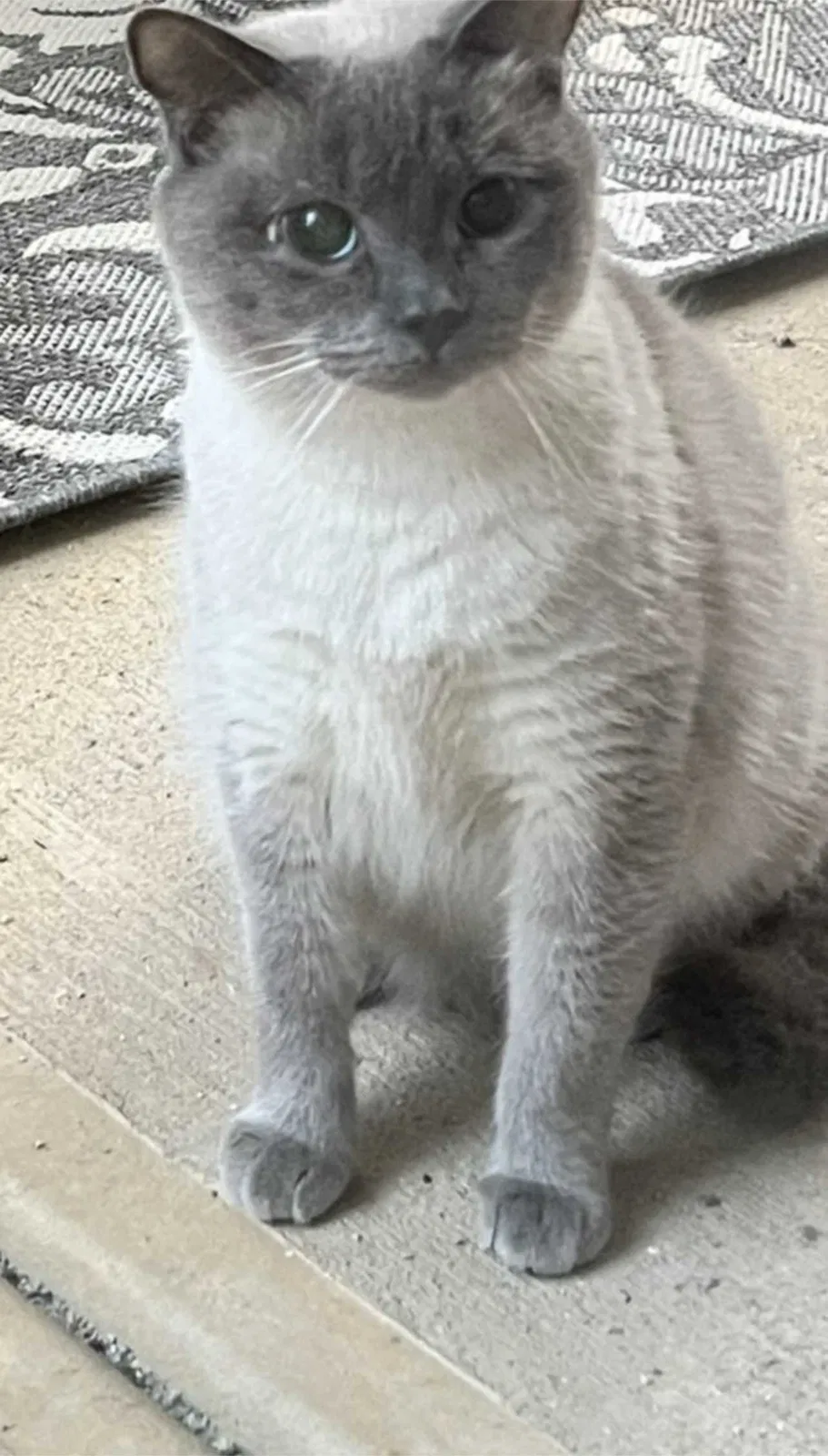 Lost cat in Cumming, GA, 30028