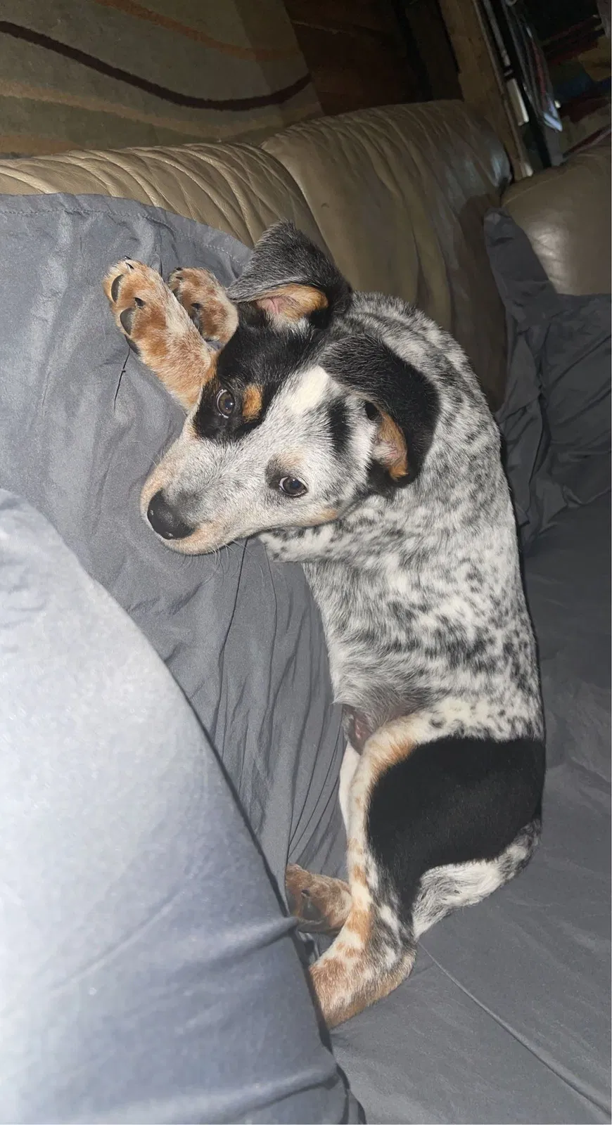 Lost dog in Westminster, SC, 29693