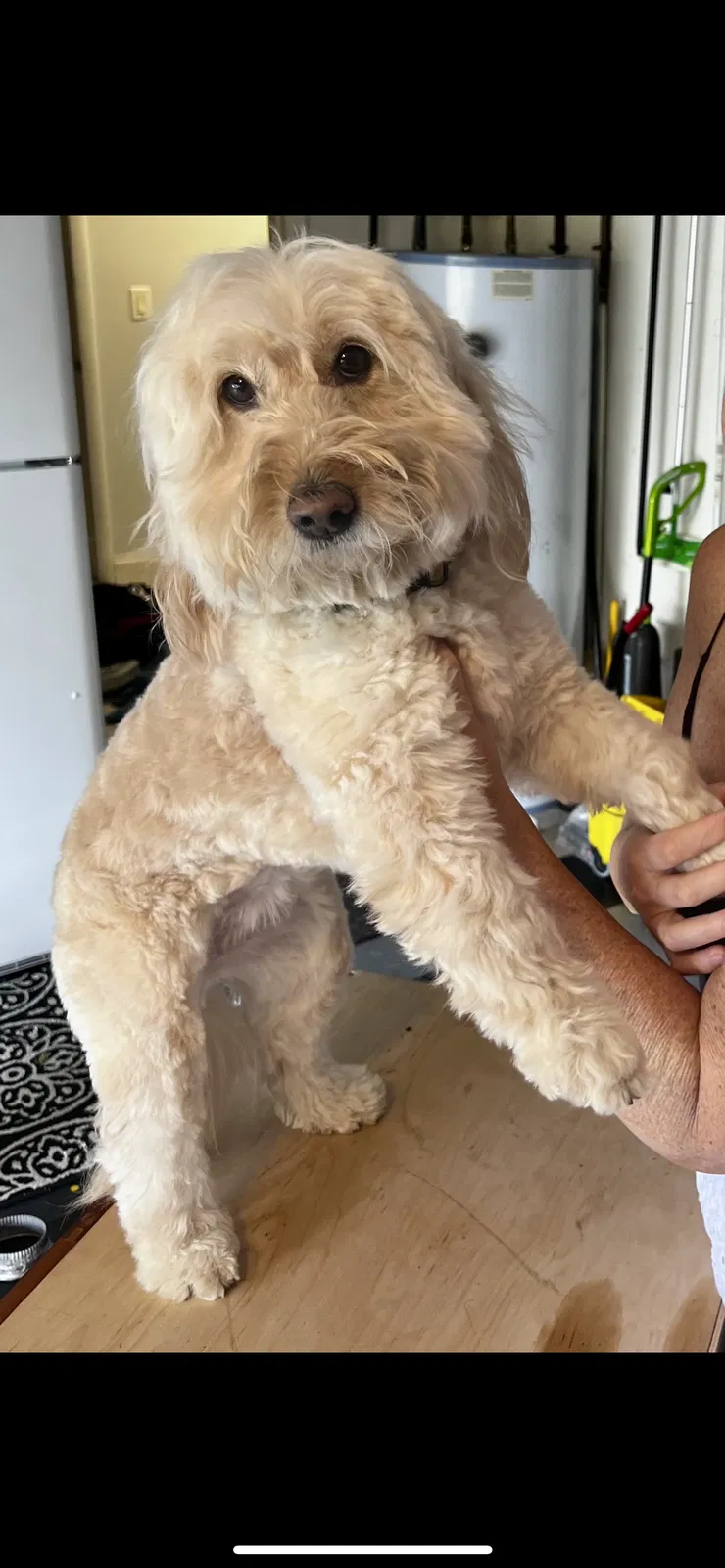 Lost dog in Pompano Beach, FL, 33065