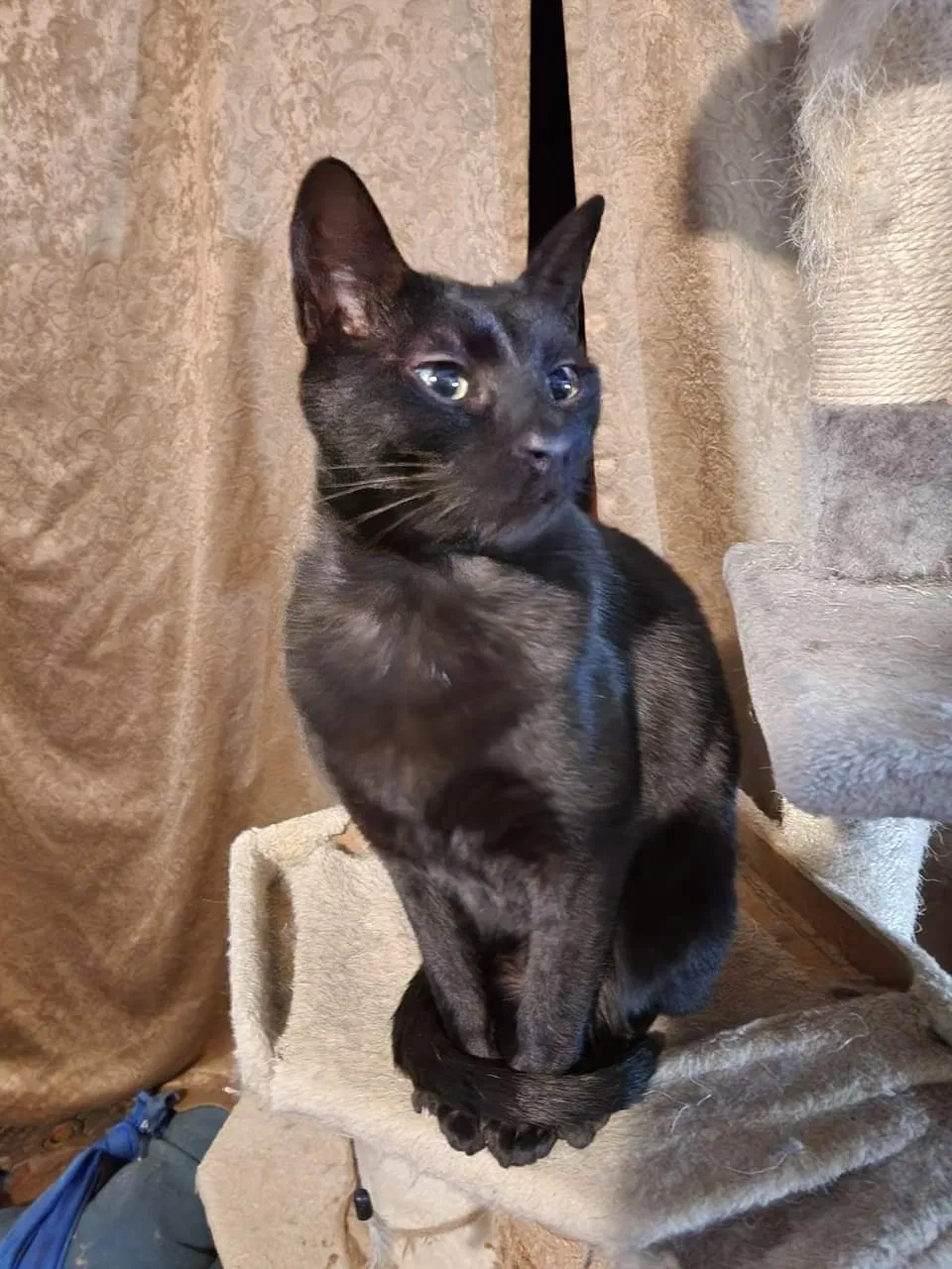 Lost cat in Greensboro, NC, 27408