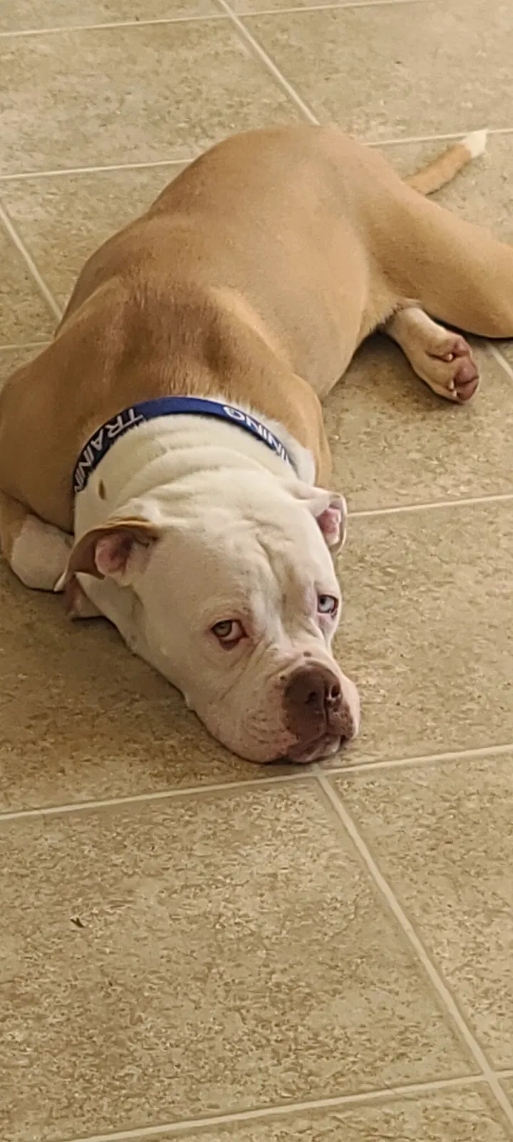 Lost dog in West Chester, OH, 45069