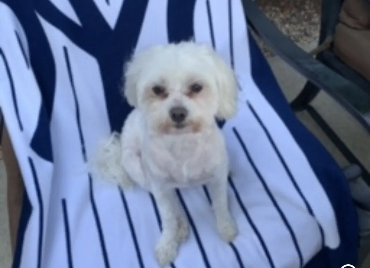 Lost dog in Newark, NJ, 7104