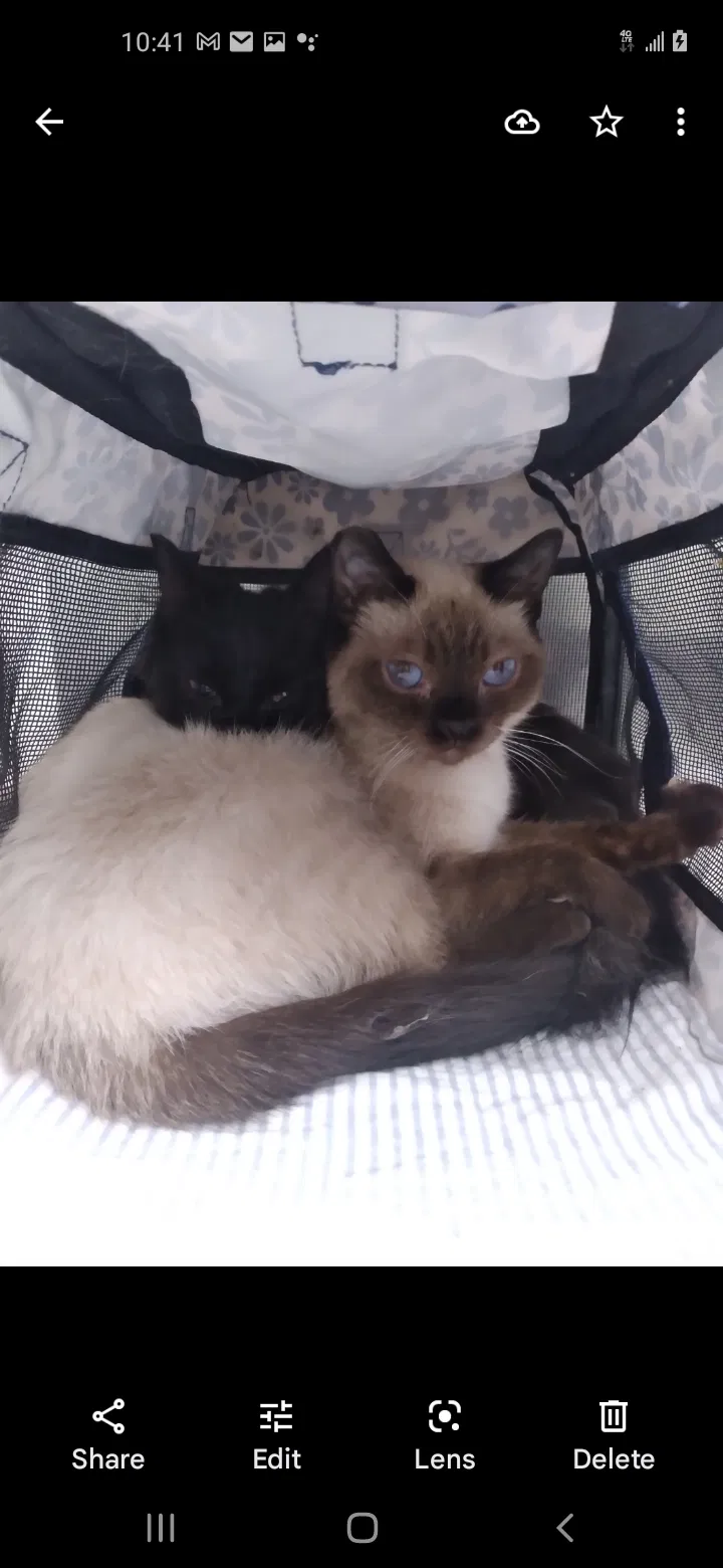Lost cat in Las Vegas, NV, 89104