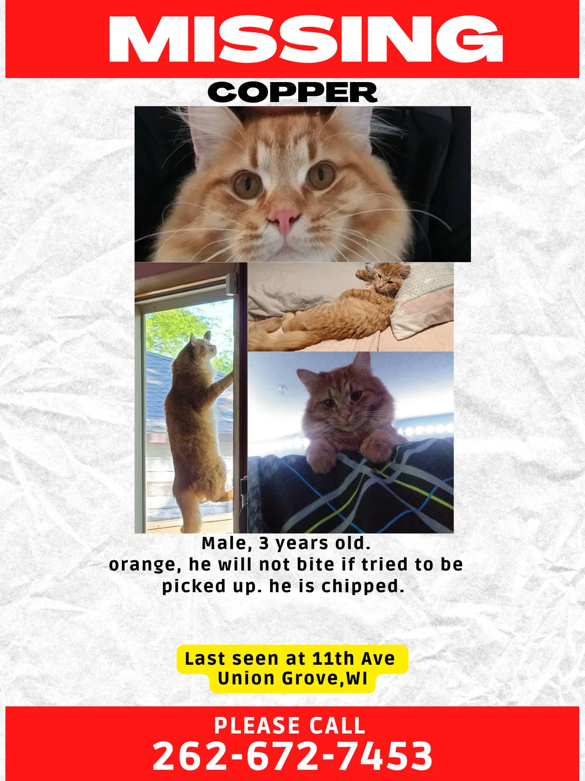 Lost cat in Union Grove, WI, 53182