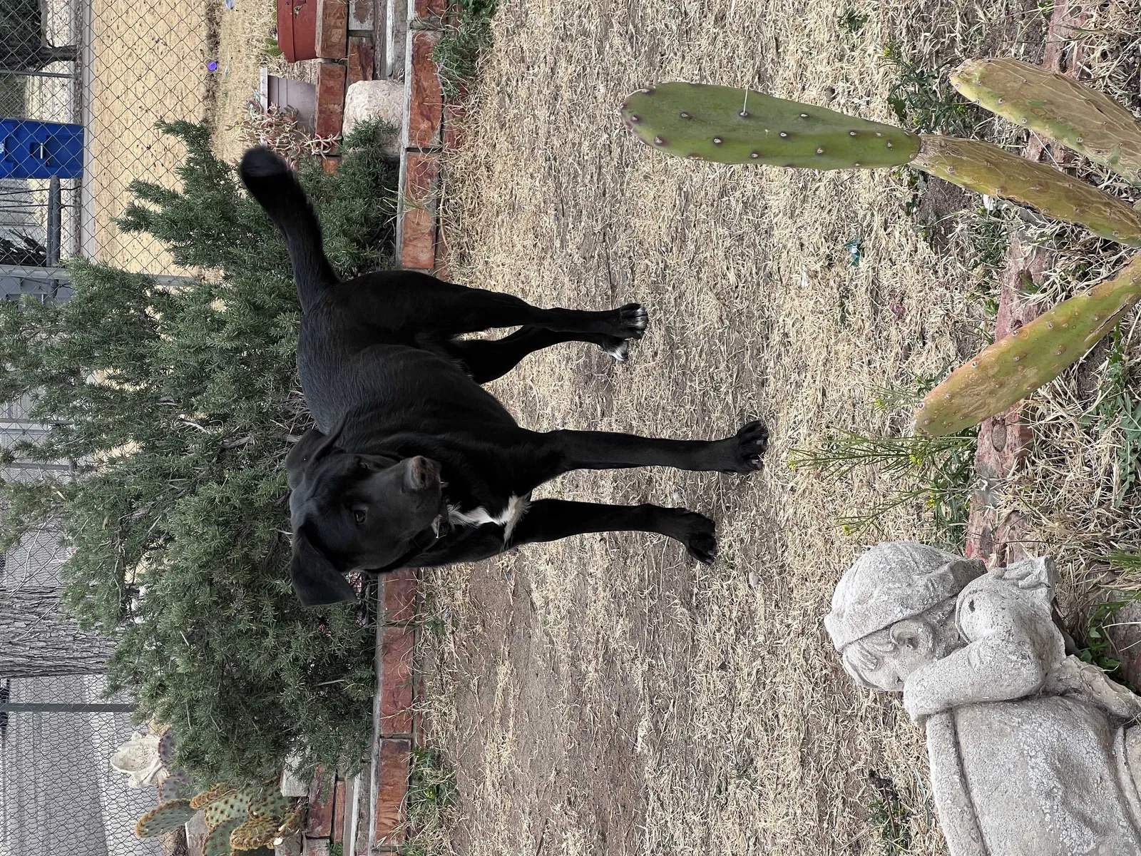 Lost dog in El Paso, TX, 79915