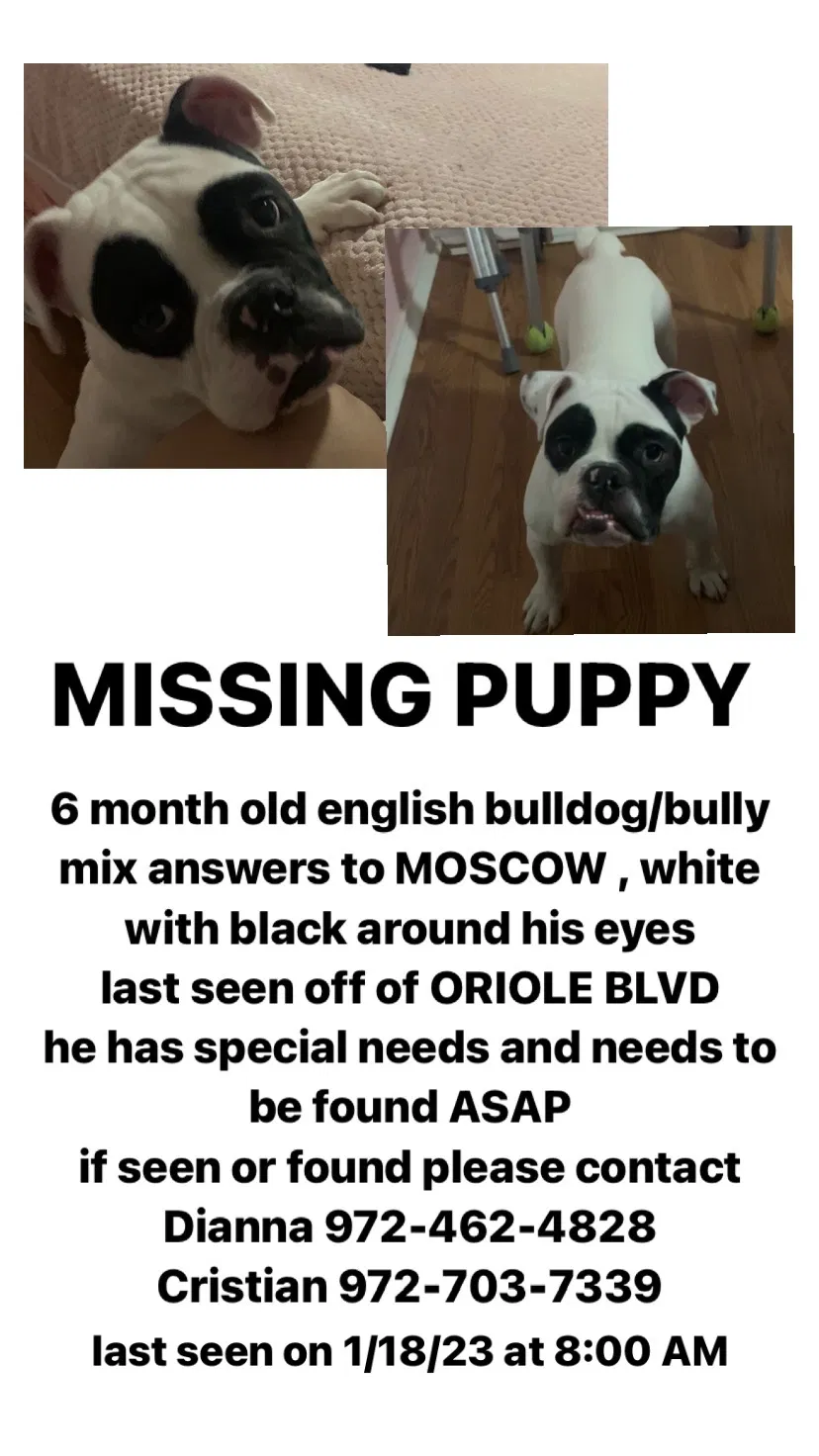 Lost dog in Duncanville, TX, 75116