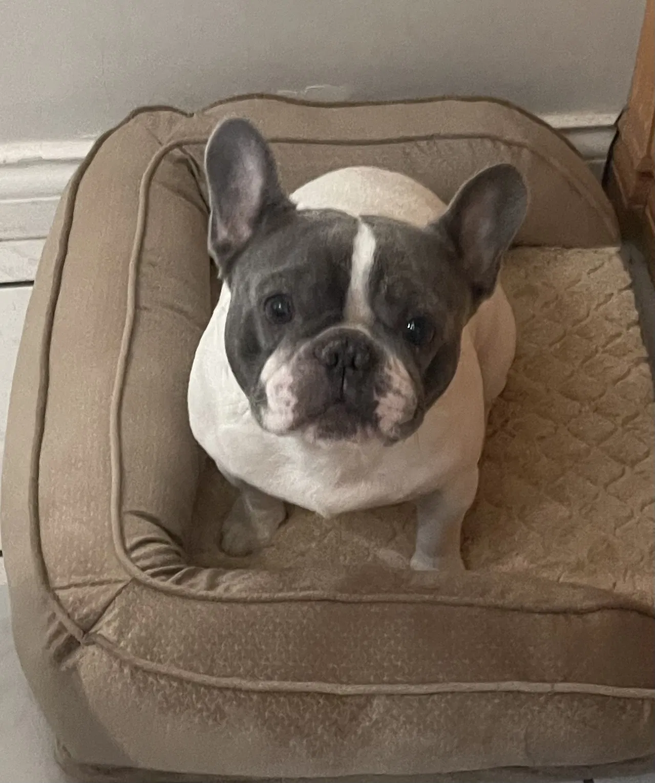 Lost dog in Miami, FL, 33172