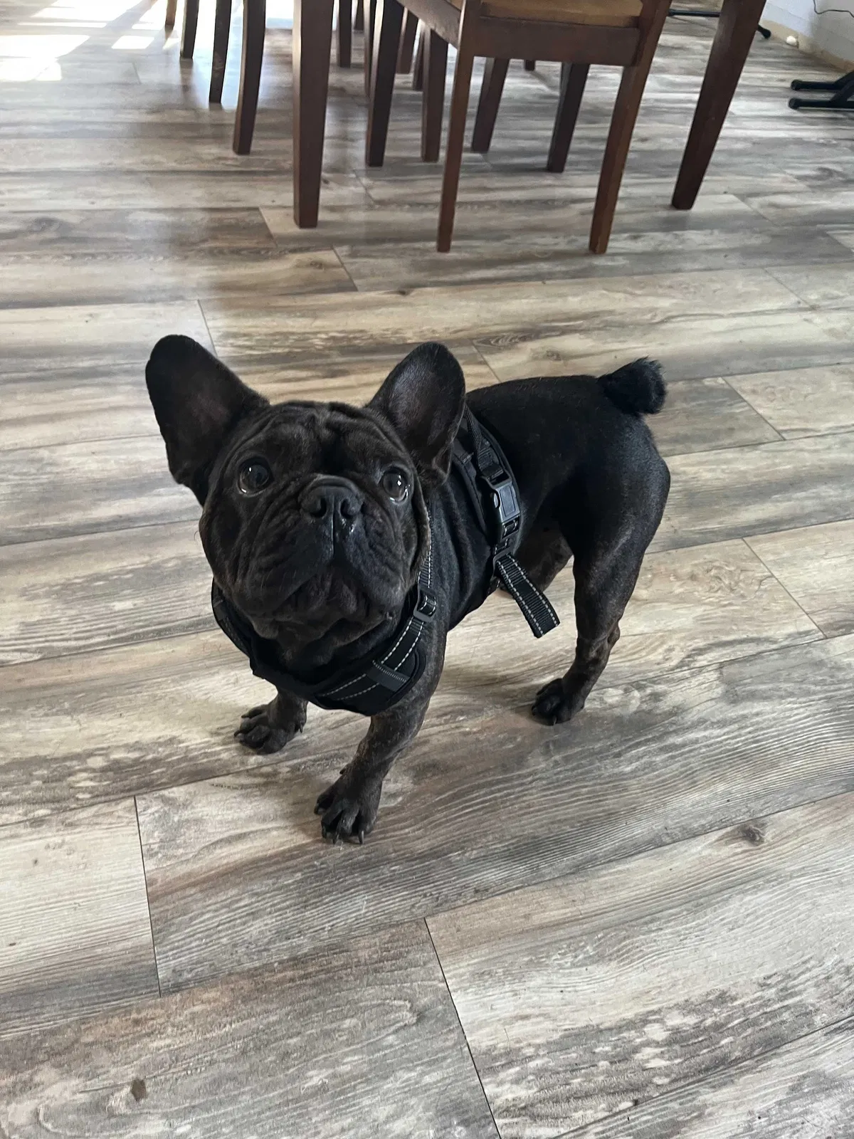 Lost dog in Homestead, FL, 33033