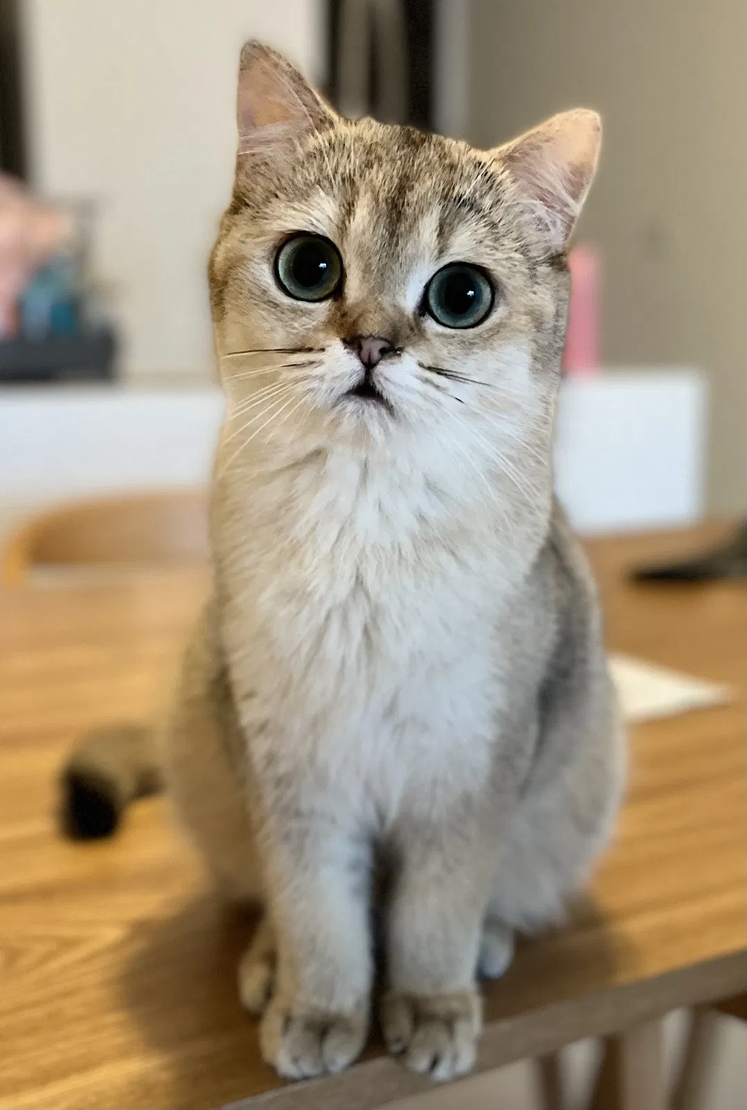 Lost cat in Irvine, CA, 92602