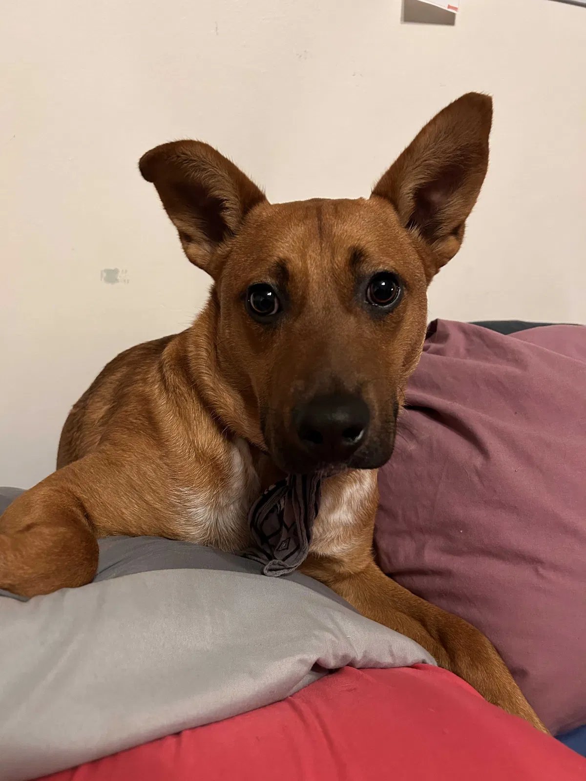 Lost dog in Huntsville, AL, 35803