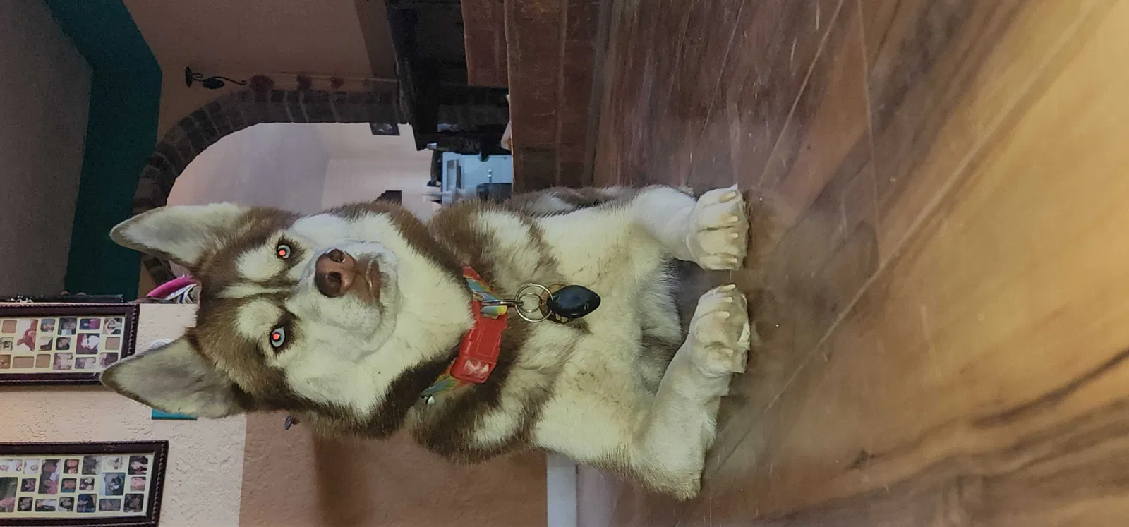 Lost dog in El Paso, TX, 79938