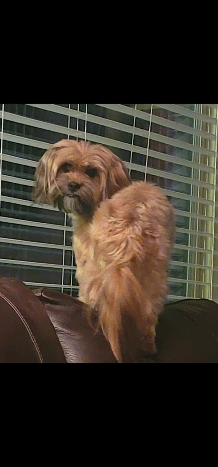 Lost dog in New Braunfels, TX, 78130