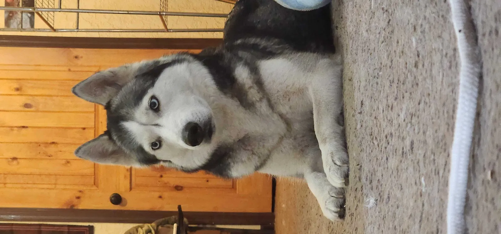 Lost dog in El Paso, TX, 79938