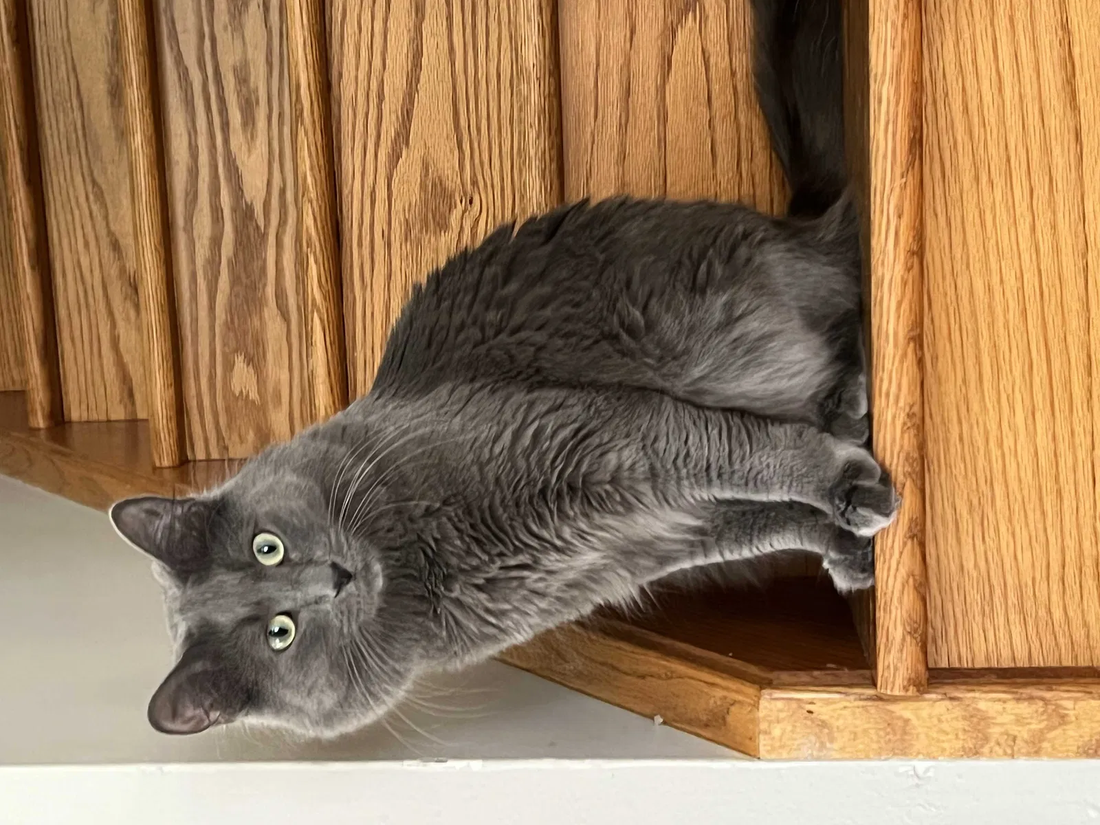 Lost cat in Fostoria, MI, 48435