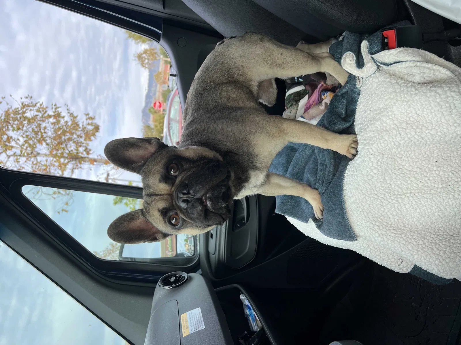 Lost dog in Glendale, CA, 91206