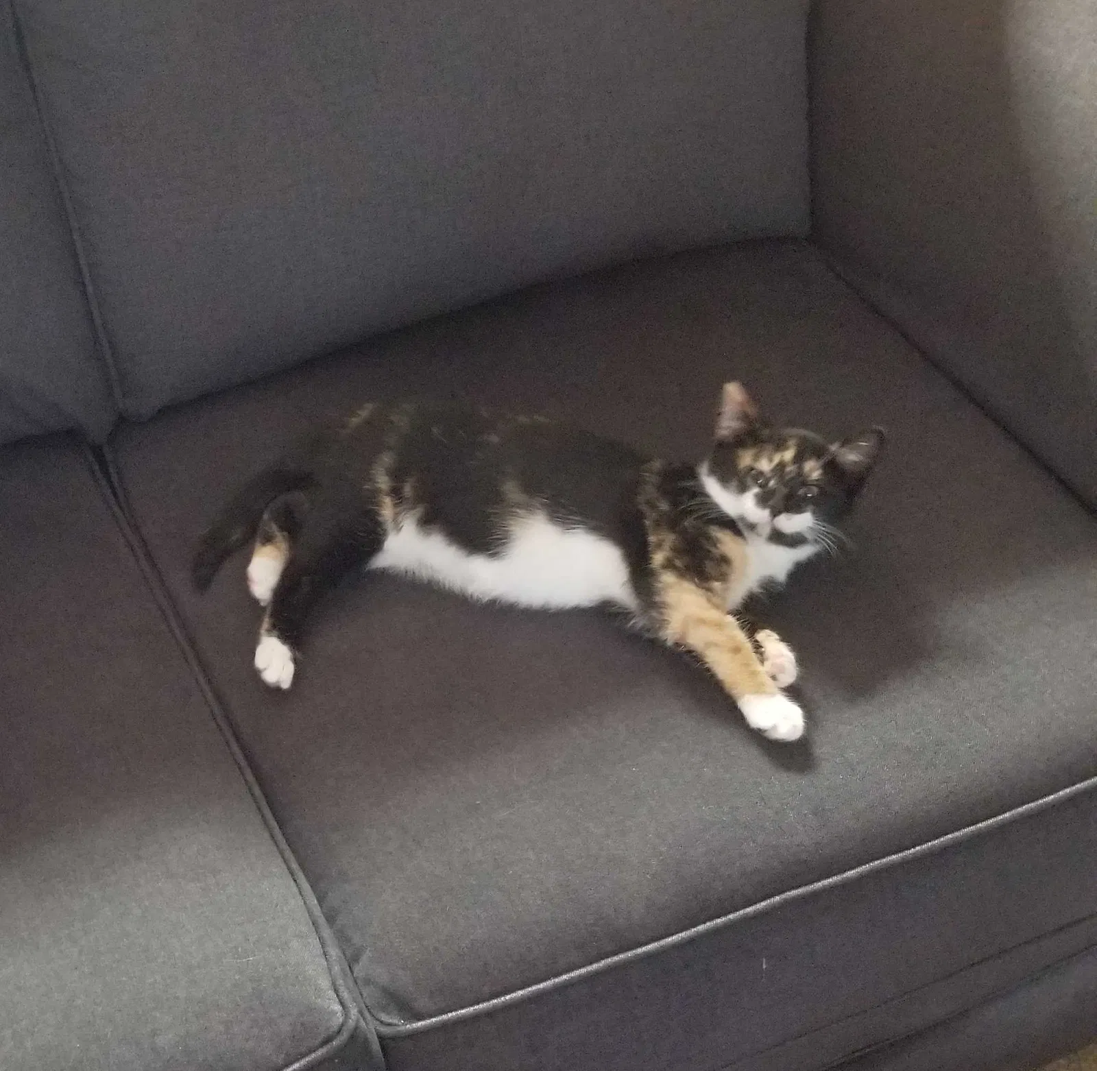 Lost cat in Howard City, MI, 49329