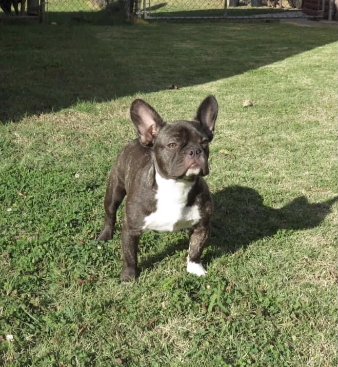 Lost dog in Oklahoma City, OK, 73132