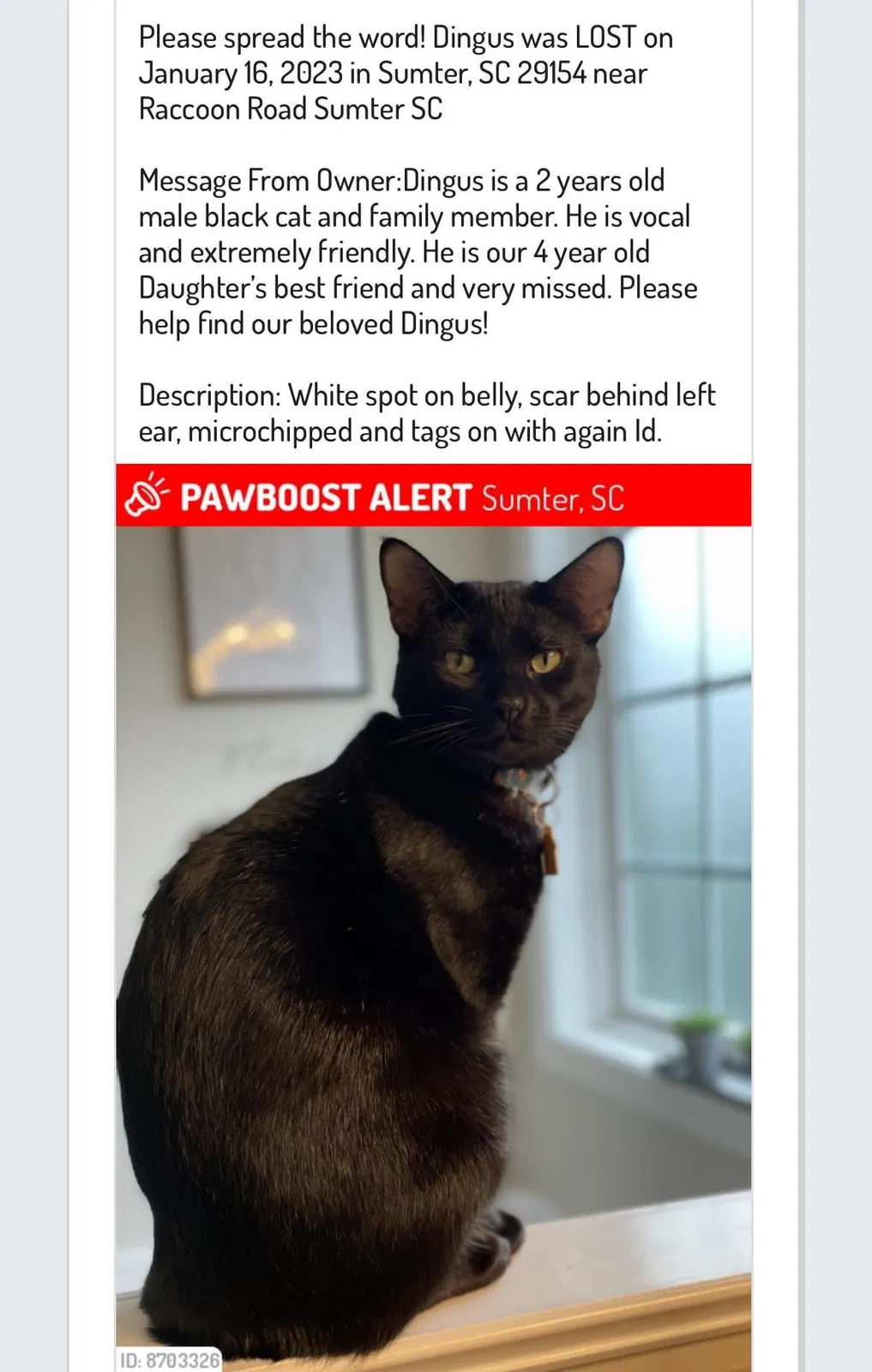 Lost cat in Sumter, SC, 29154
