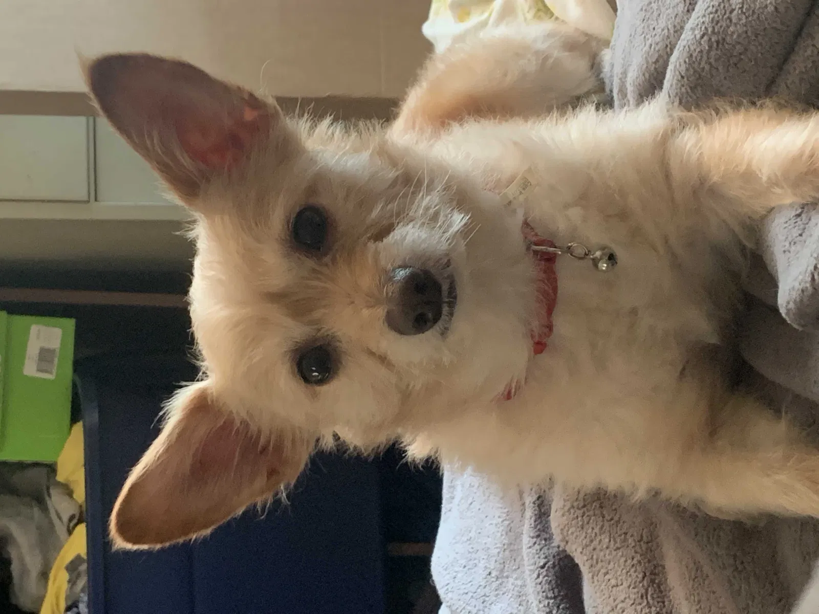 Lost dog in Conway, AR, 72034
