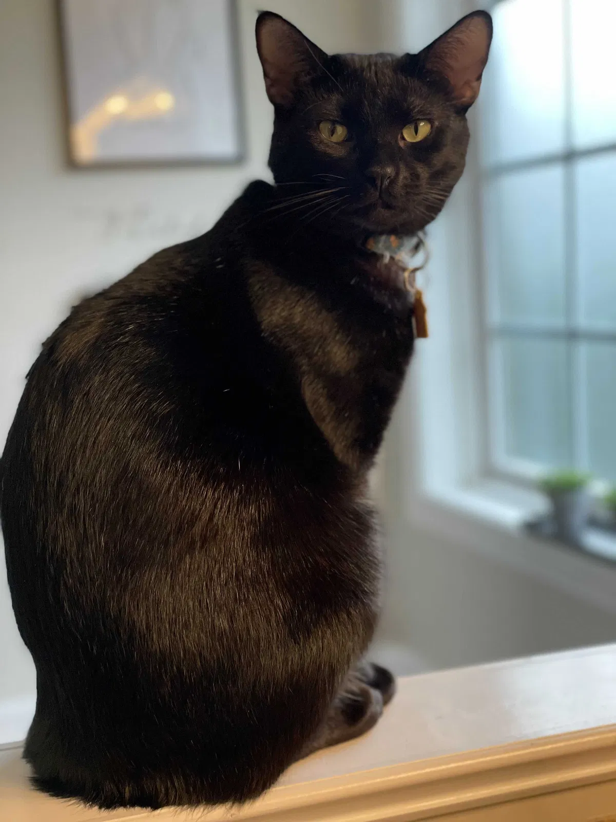 Lost cat in Sumter, SC, 29154