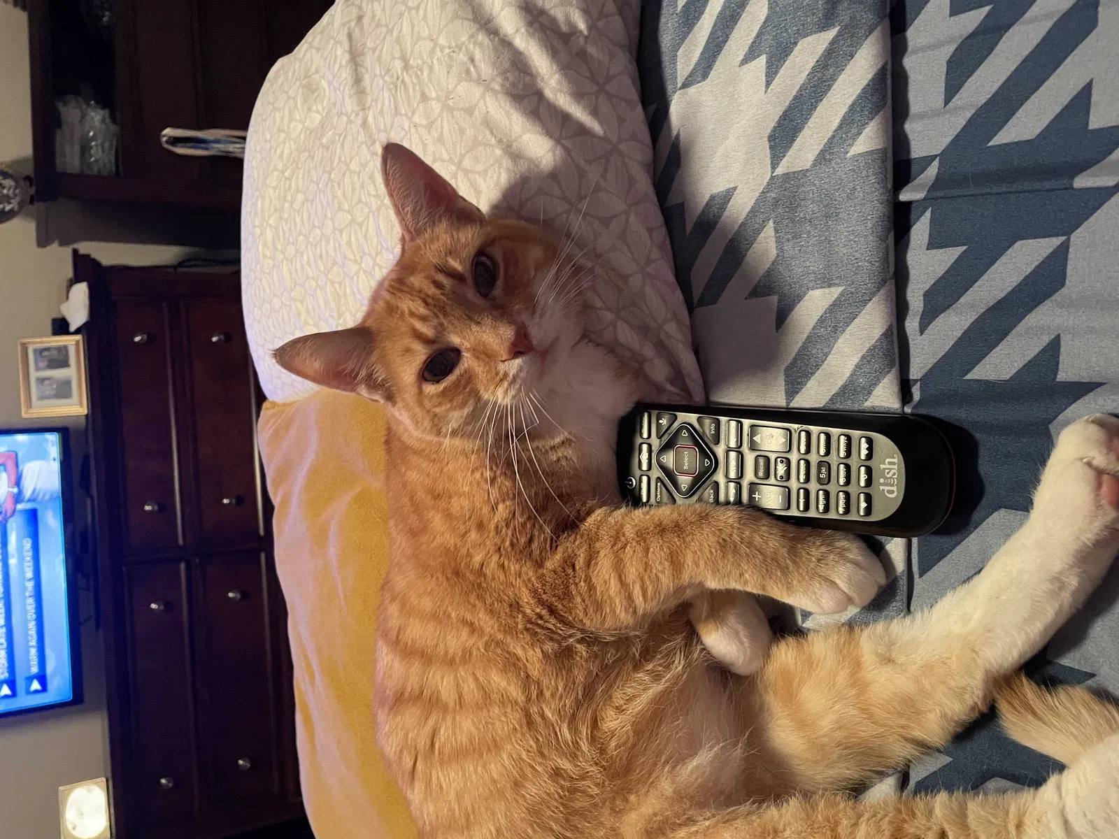 Lost cat in Fountain Valley, CA, 92708