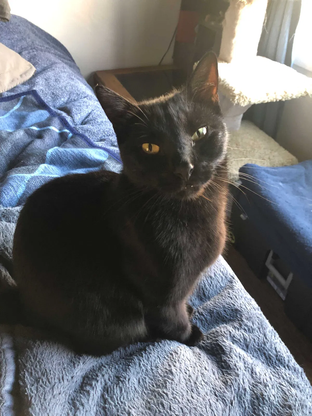 Lost cat in San Francisco, CA, 94134