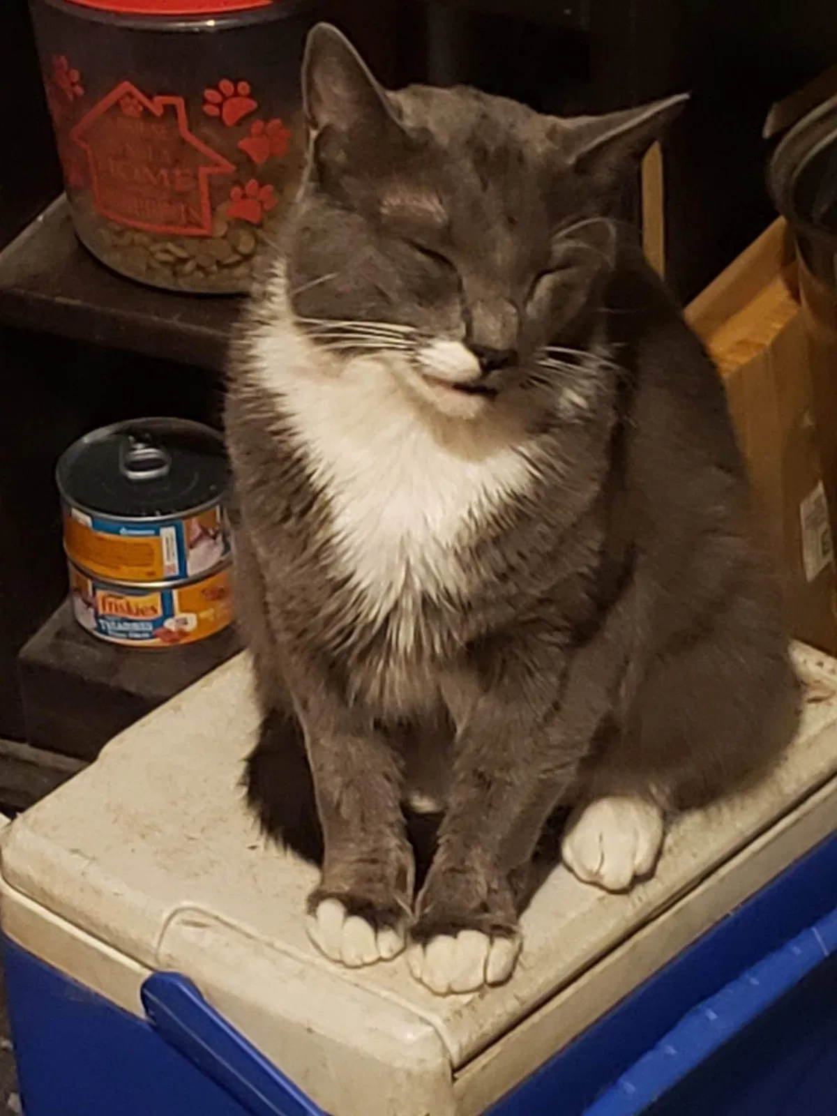 Lost cat in Alvin, TX, 77511