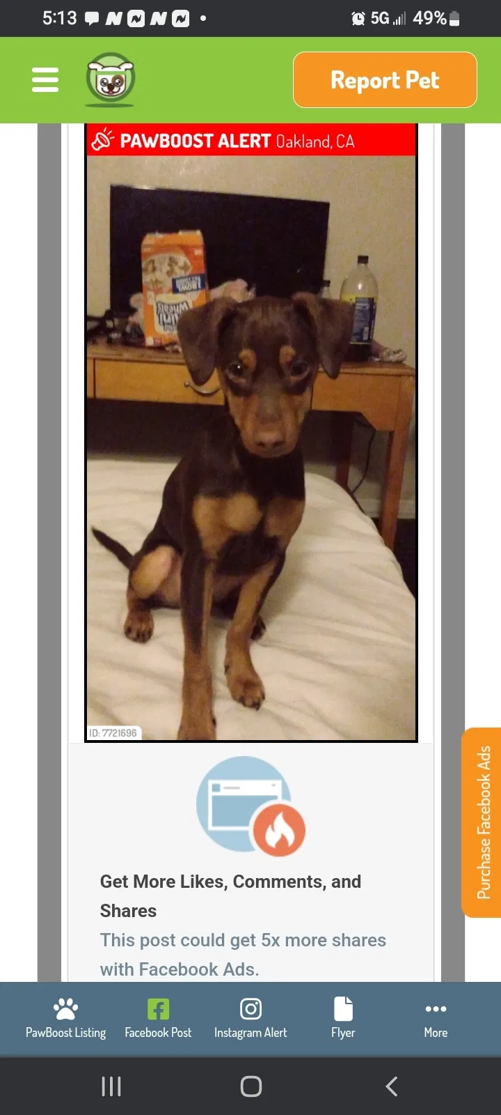 Lost dog in Richmond, CA, 94801