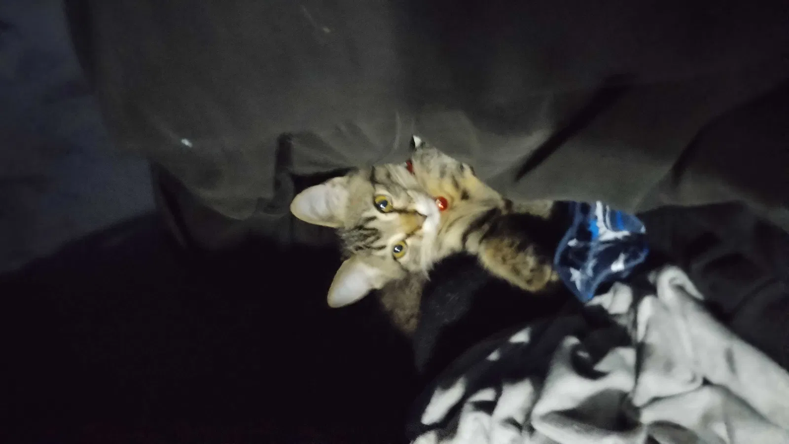 Lost cat in Eugene, OR, 97402