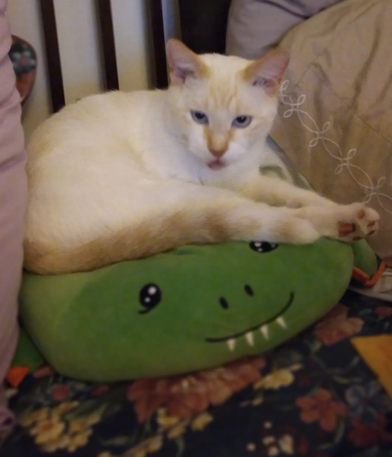 Lost cat in Dania, FL, 33004