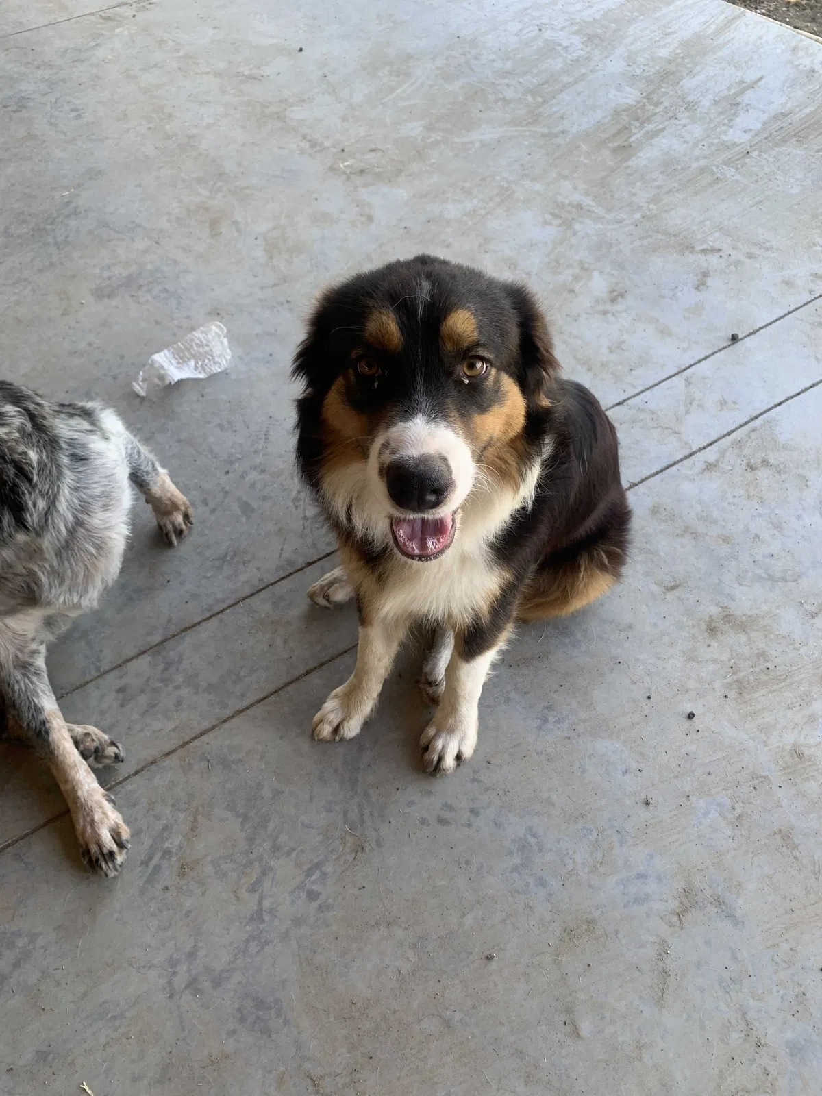 Lost dog in Venus, TX, 76084