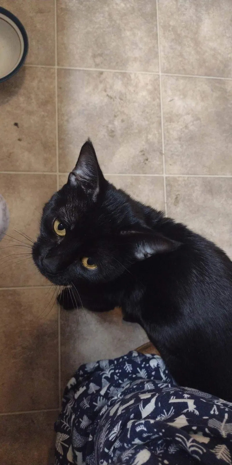 Lost cat in Virginia Beach, VA, 23462
