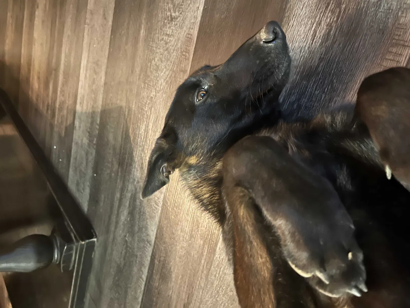 Lost dog in Turlock, CA, 95380