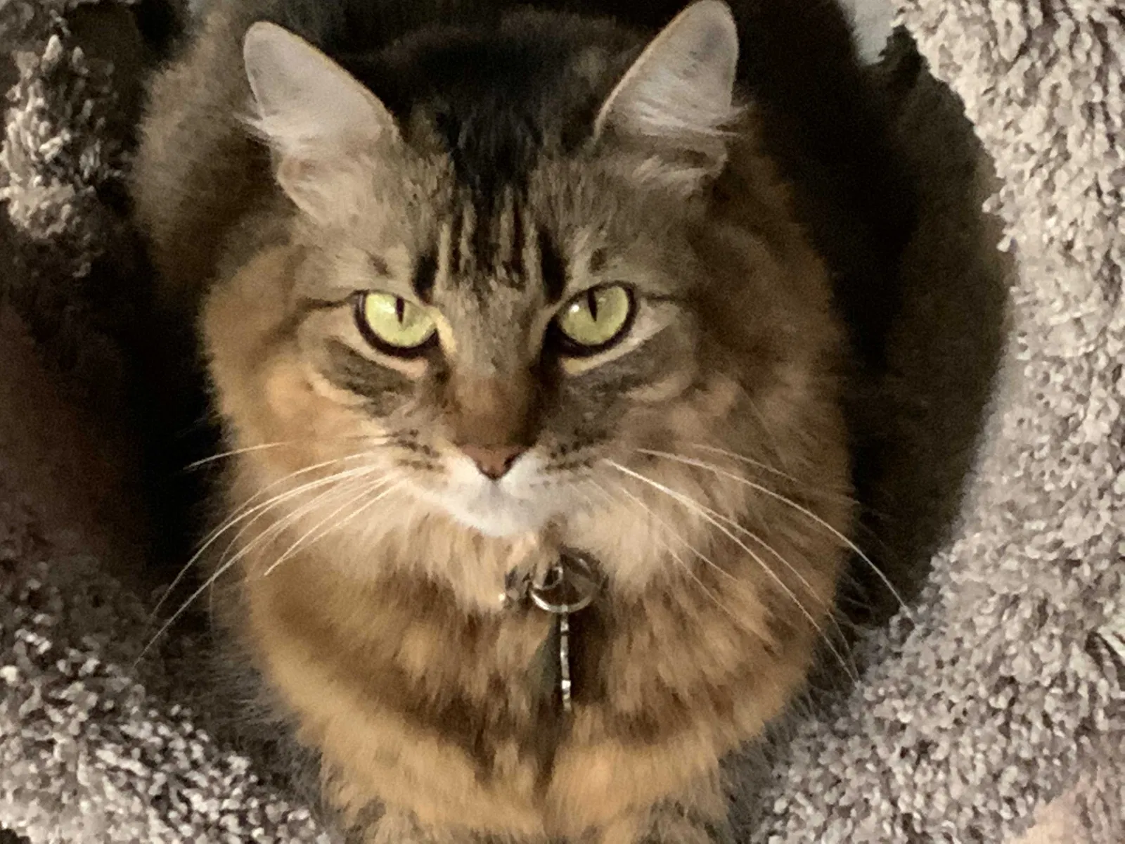 Lost cat in Clearwater, FL, 33761
