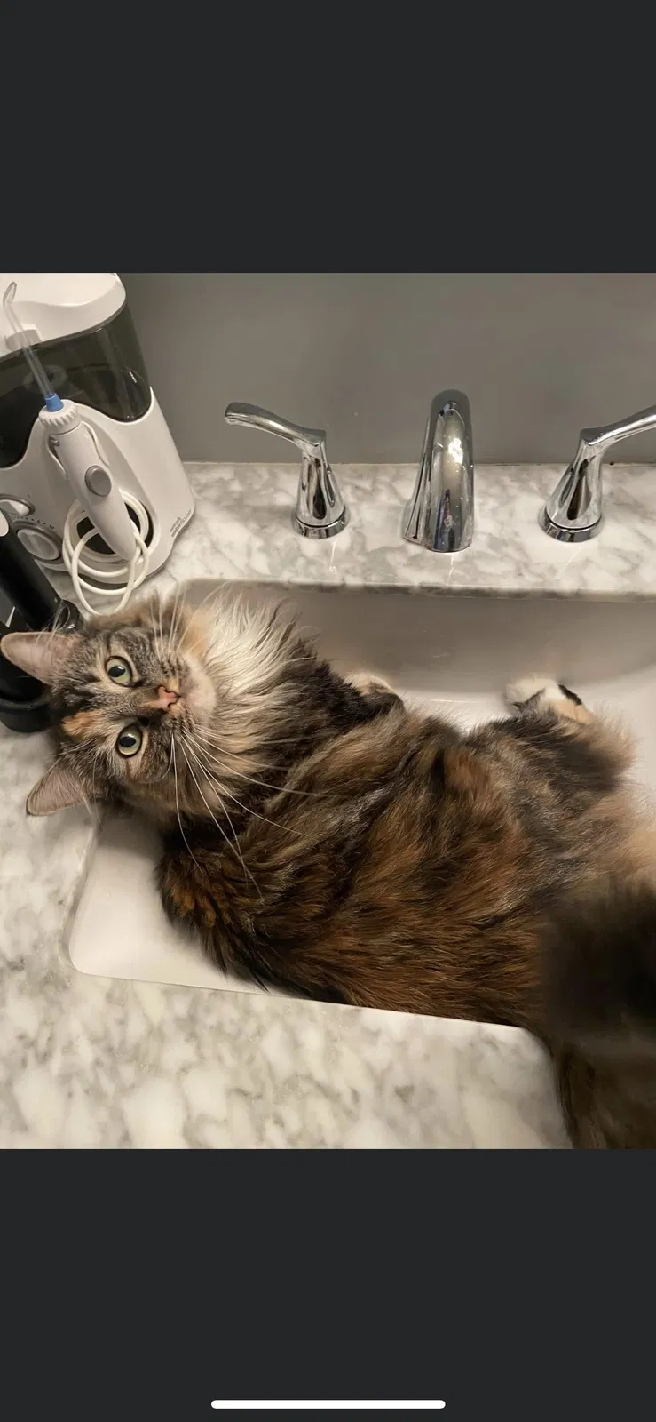 Lost cat in Woodbury Heights, NJ, 8097