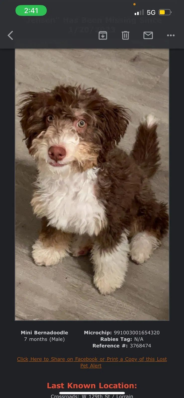 Lost dog in Cleveland, OH, 44111