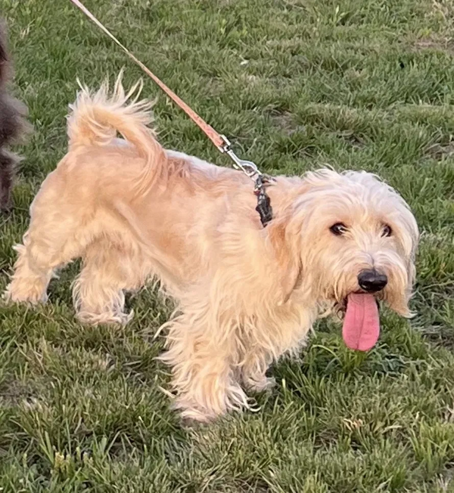 Lost dog in Fort Worth, TX, 76105