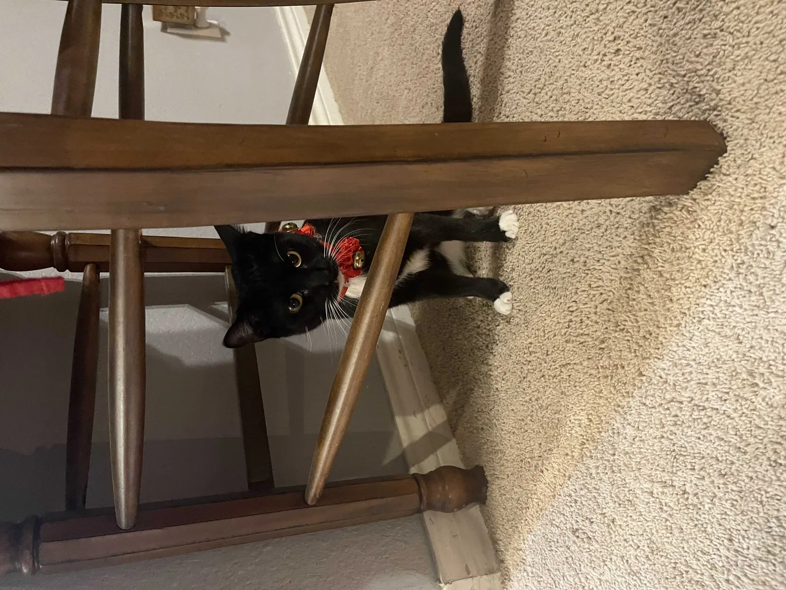 Lost cat in Forney, TX, 75126