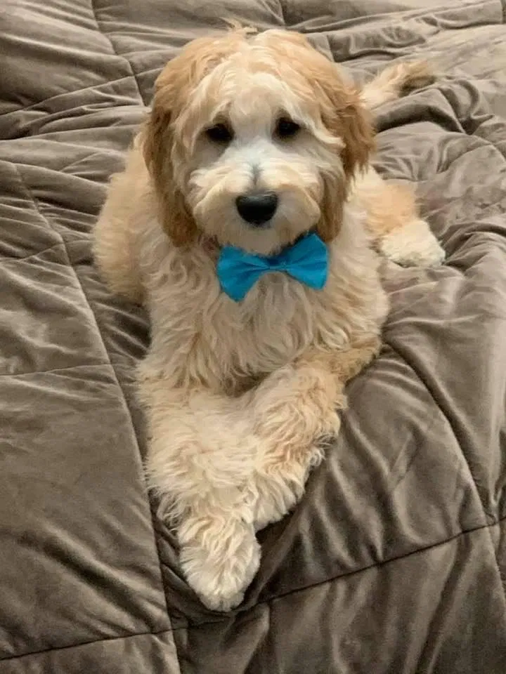 Lost dog in Elk Grove Village, IL, 60007