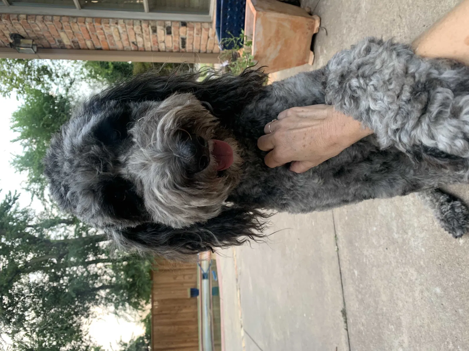 Lost dog in Yukon, OK, 73099