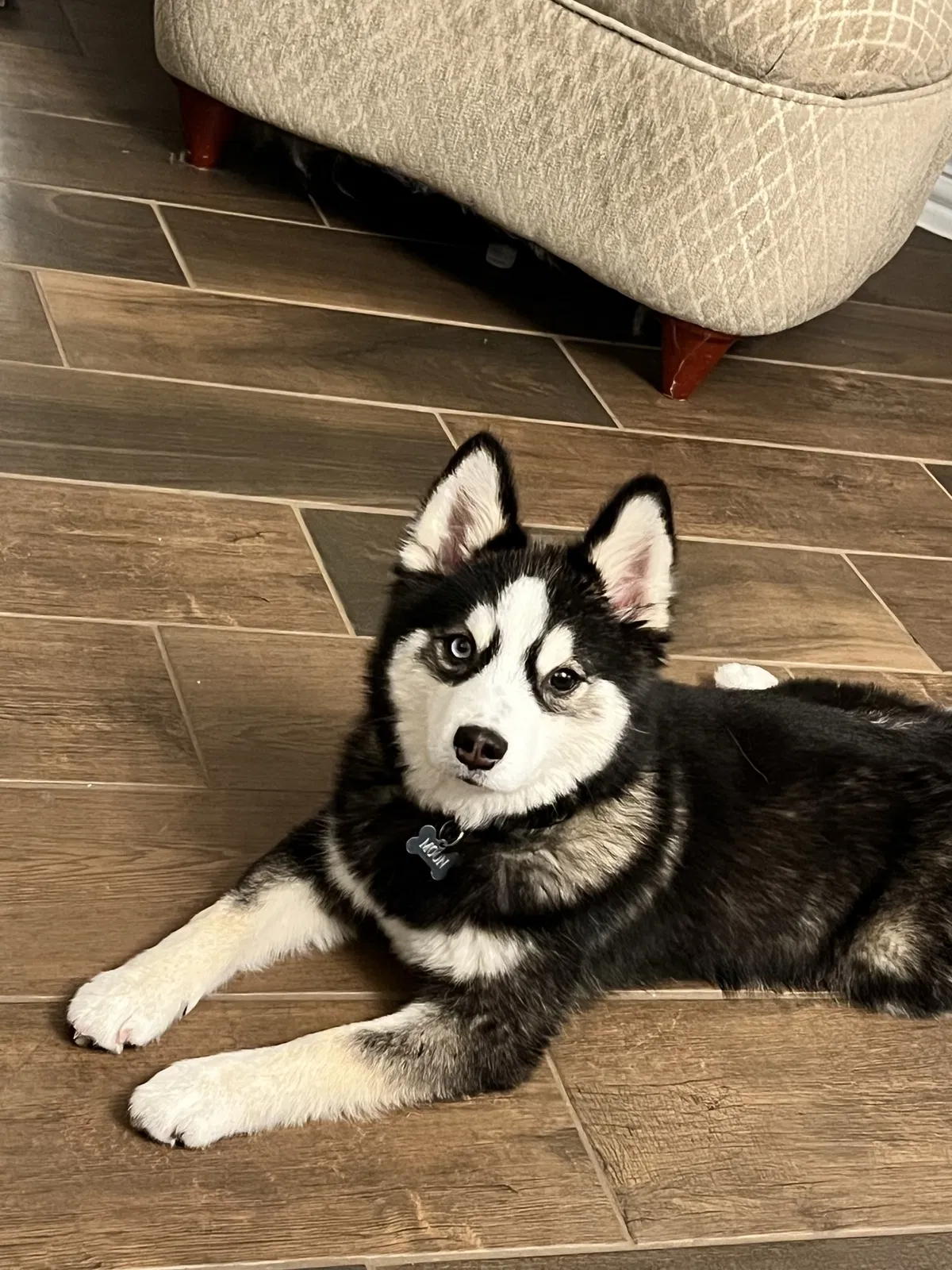 Lost dog in Keller, TX, 76248