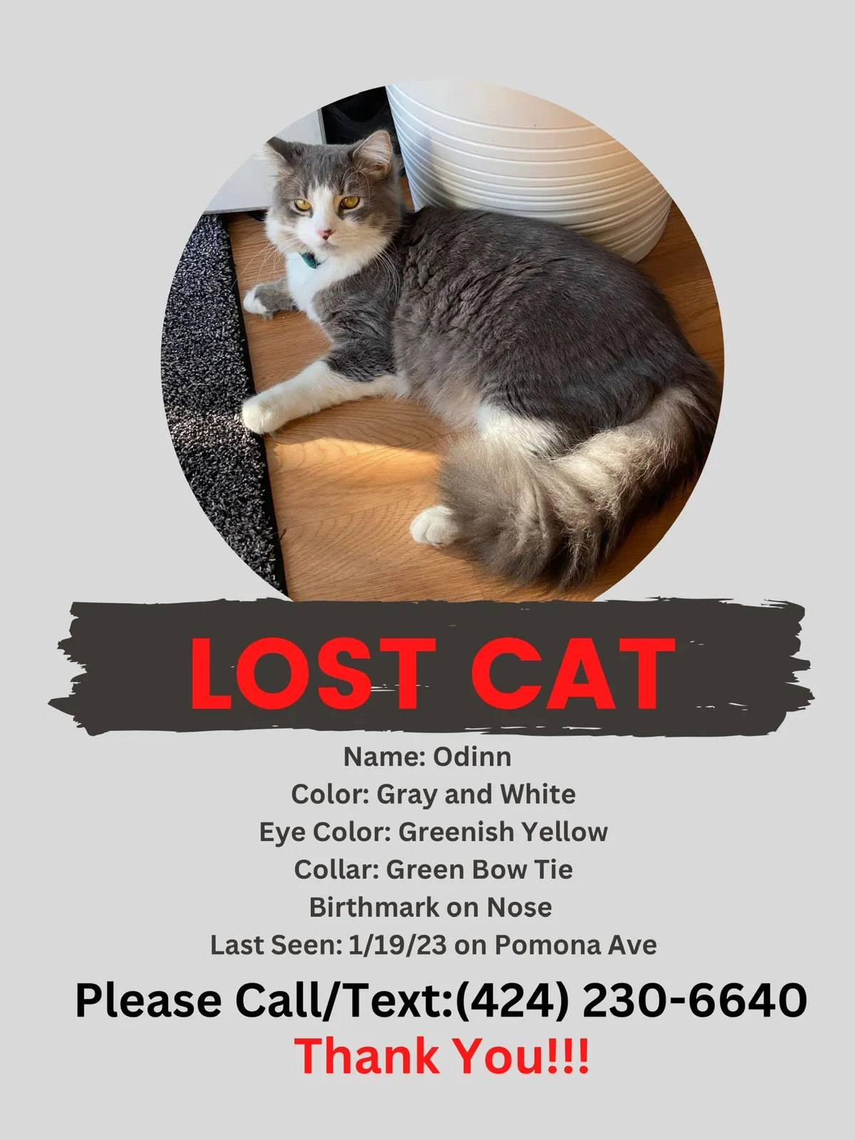 Lost cat in Costa Mesa, CA, 92627