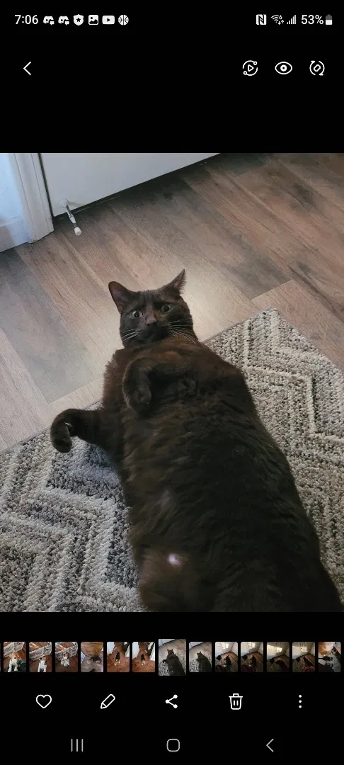 Lost cat in Elk Grove, CA, 95758