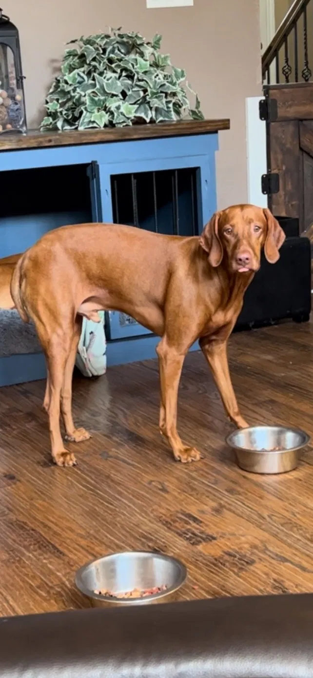Lost dog in Mckinney, TX, 75070