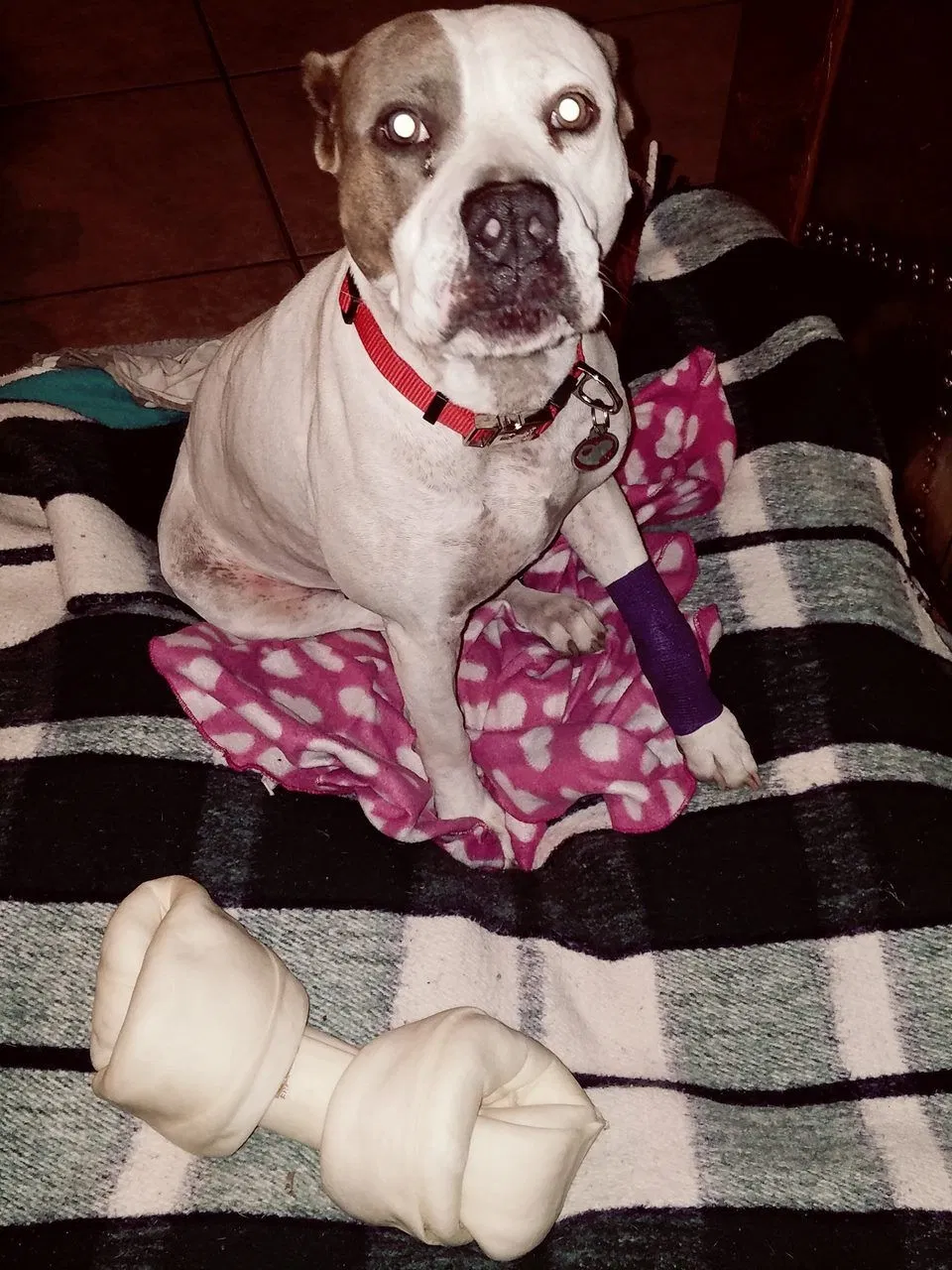 Missing Dog