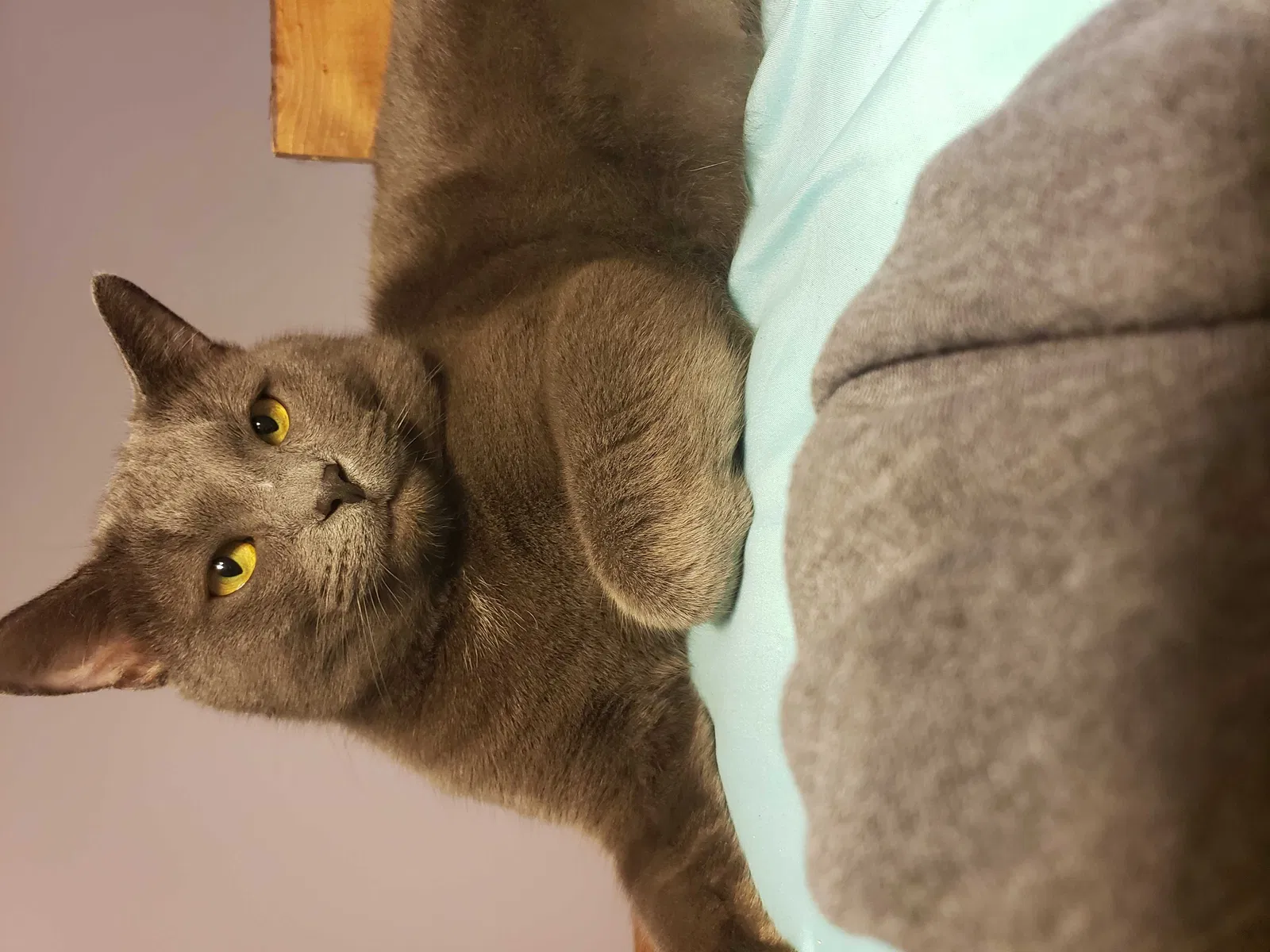 Lost cat in Toledo, OH, 43612